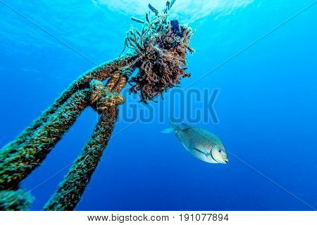 Java Rabbitfish (siganus Javus) Fish