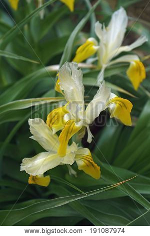 Corn-leaved juno iris (Iris bucharica). Image of several flowers