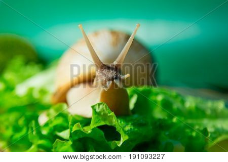 Home snail Achatina on green salad. Macro.