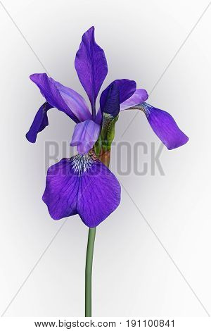 Siberian iris (Iris sibirica). Image of flower isolated on white background