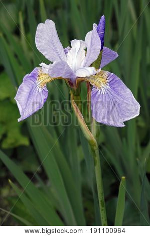 Sky Wings Siberian iris (Iris sibirica Sky Wings)