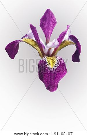 John Wood Blue Flag iris (Iris versicolor John Wood). Called Dagger flower Water iris and Liver lily also. Image of flower isolated on white background