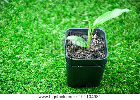 Steel tree in black pot with green background