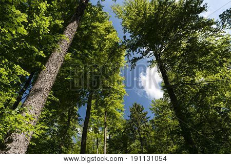On The Hiking Trail Spessartweg In Germany