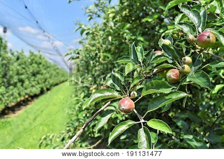 Young apples in an orchard during springtime