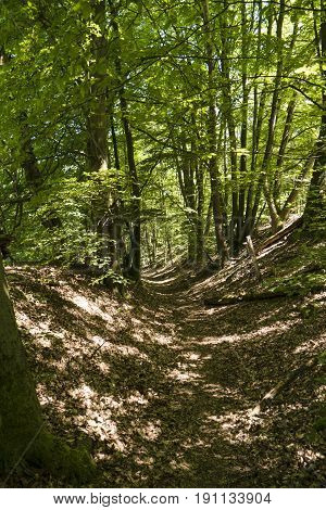 On The Hiking Trail Spessartweg In Germany