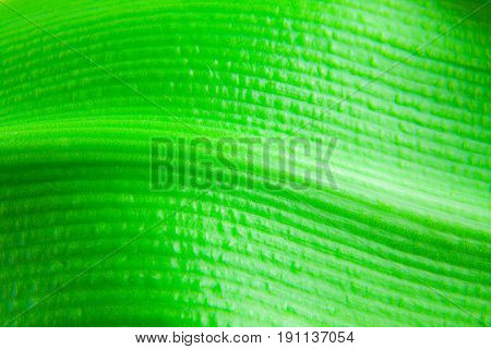 Green flower foliage macro photoghaphy leaf structure detail