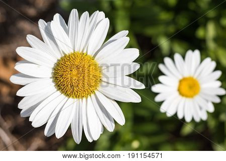 Horizontal closeup photo of two white and yellow daisies with one in focus and one out of focus