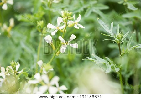 Arugula Flower. Eruca Lativa Plant. Rucola Blossom. Farmland Arugula. Rocket Salad. Food Spice And H