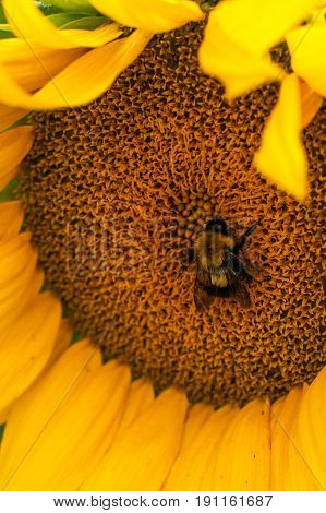 A bumblebee is enjoying a large sunflower's pollen