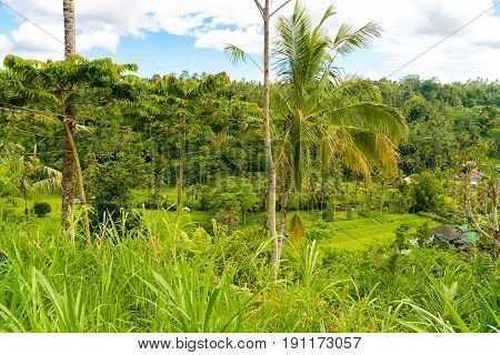 Rice Terrace Field Near Rendang, Bali, Indonesia