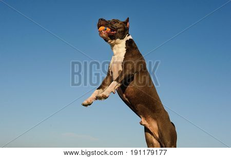 Staffordshire Terrier dog jumping up and catching ball with blue sky as the background