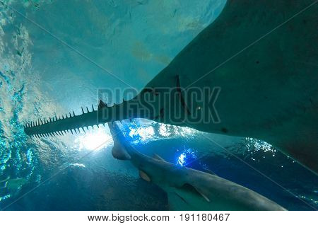 Exotic marine animals swimming in an aquarium in Toronto Canada