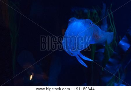 Exotic marine animals swimming in an aquarium in Toronto Canada