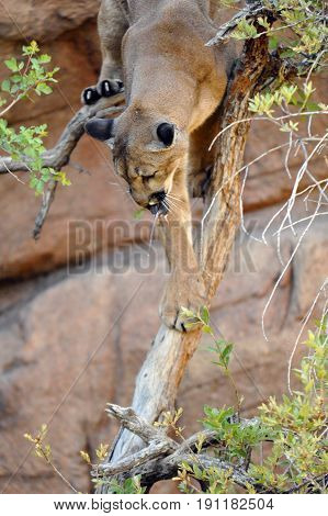 Cougar / Mountain Lion on the Hunt. Cougar has a mouse in his mouth and is climbing down a tree.