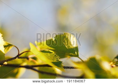 birch forest in sunlight in the morning