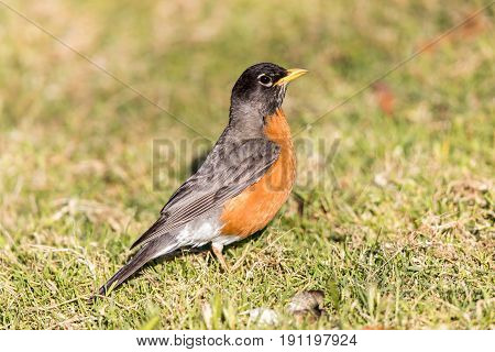 American Robin - Turdus migratorius, Adult Male, Santa Clara County, California, USA.
