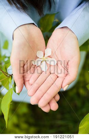 Flower with white petals in the hands of a girl