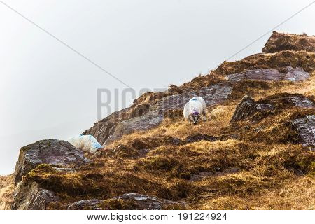 A Beautiful Irish Mountain Landscape In Spring With Sheep. Gleninchaquin Park In Ireland.