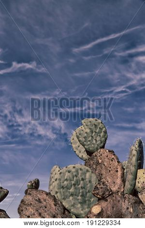 In South Africa Cloud Sky And Cactus