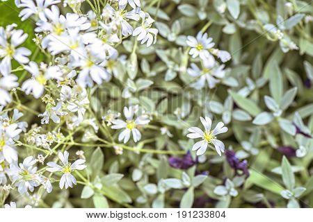 White flowers background euphorbia leucocephala lotsy, close up and shallow focus