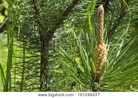 The view of pine branch with young green cones in summer sun Mountain pine