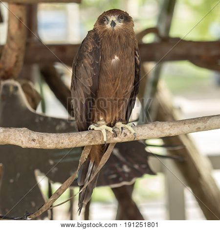 Black Hawk Bird standding on wood branch.