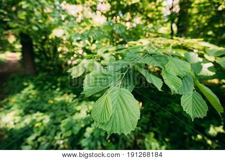 Close-up Of Leaf Leaves On Branch Of Green Alder Or Alnus Viridis Tree Growing In Sunny Spring Summer Forest Park.