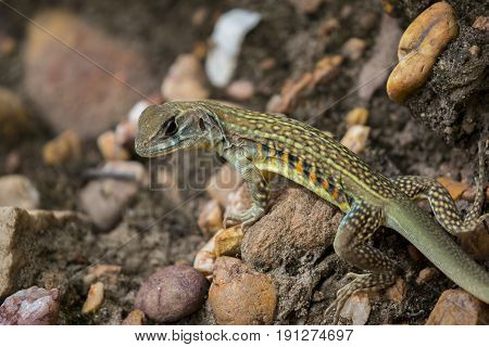 Image of Butterfly Agama Lizard (Leiolepis Cuvier) on nature background. . Reptile Animal