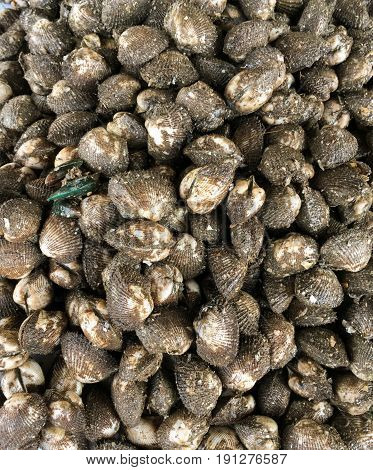 fresh Anadara inaequivalvis shell in seafood market