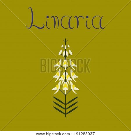 flat illustration on stylish background herb Linaria