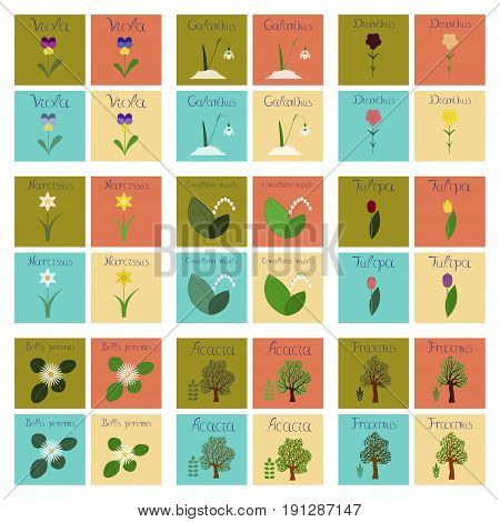 assembly of flat Illustrations nature Convallaria Narcissus Dianthus Galanthus