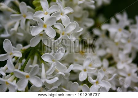 Lilac Blooms. A Beautiful Bunch Of Flowers Closeup. Spring Flowering. Lilac Bush Bloom.