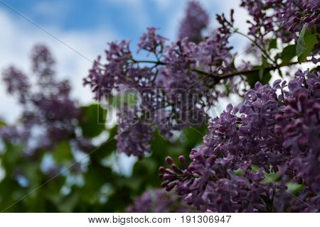 Lilac Blooms. A Beautiful Bunch Of Flowers Closeup. Spring Flowering. Lilac Bush Bloom.