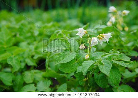 Potato bush with white flowers. White flower of potato on the potato green field background at sunset bokeh