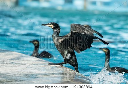 Cormorant Black cormorant playing in water