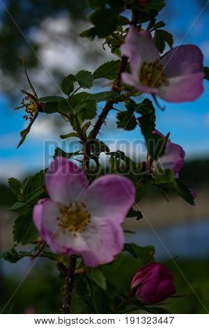 Briar Flowers, A Bush Of A Blossoming Dog Rose