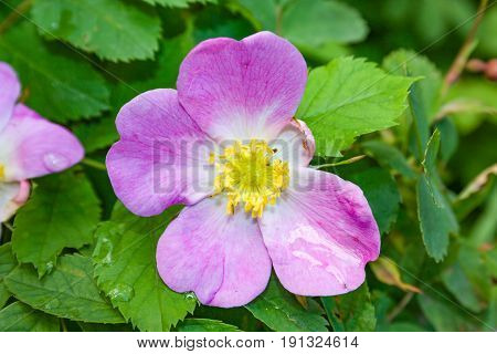 Briar Flowers, A Bush Of A Blossoming Dog Rose