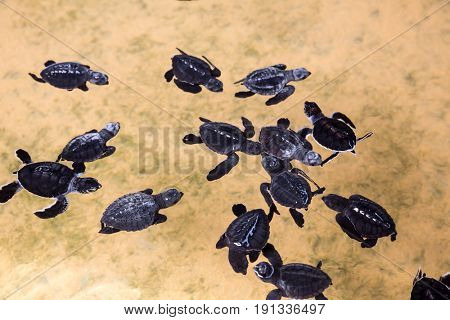 Newborn turtles in water, seaturtles Sri Lanka