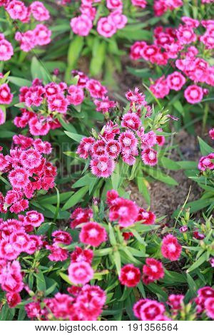 Pink Dianthus chinensis flower is species of Dianthus native.