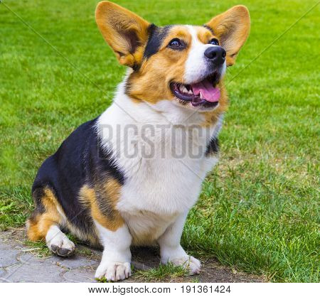 the Corgi dog sitting on the grass. Corgi dog. Pembroke Welsh Corg. Dog Welsh Corgi posing outdoors.