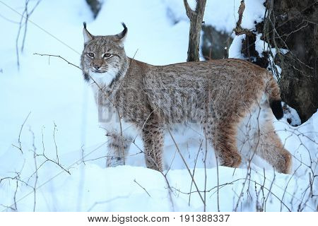 Euroasian lynx hunting mode in the bavarian national park in eastern germany, european wild cats, animals in european forests, lynx 