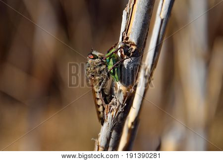 Robber fly on cane stalk with green bug under its stinger