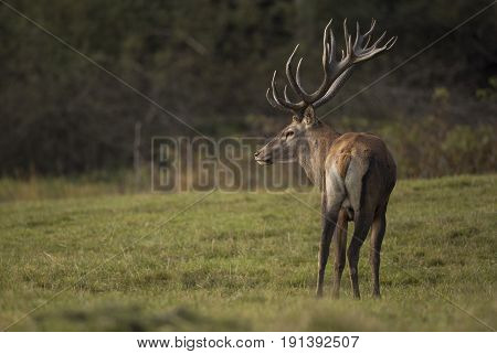Big and beautiful red deer during the deer rut in the nature habitat in Czech Republic, european wildlife, wild europa, deer rut.