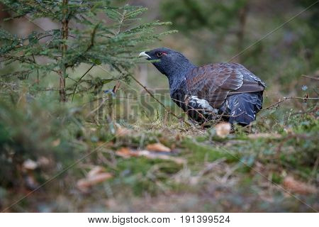 Beautiful wild capercaillie in the nature habitat in the forest, european nature, czech republic wildlife, great birding story, young male, very rare sightings during mating time