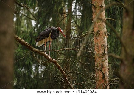 Black stork in the dark of the european forest, beautiful and big bird in the woodlands of czech republic, Ciconia nigra