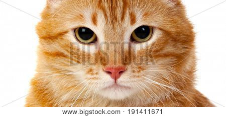 Adult red cat with overweigh isolated on a white background