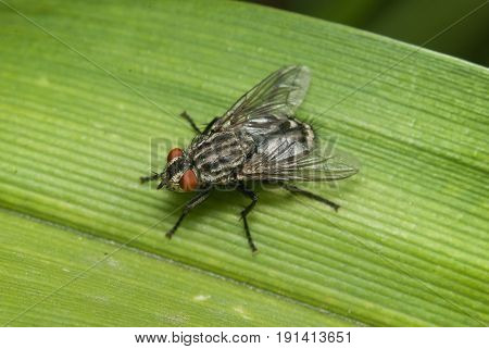 ordinary fly on a blade of grass, facette eyes. creepy insect