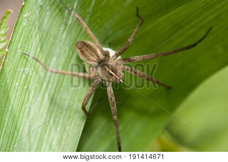 The house spider crawling on a green Bush, insect close-up