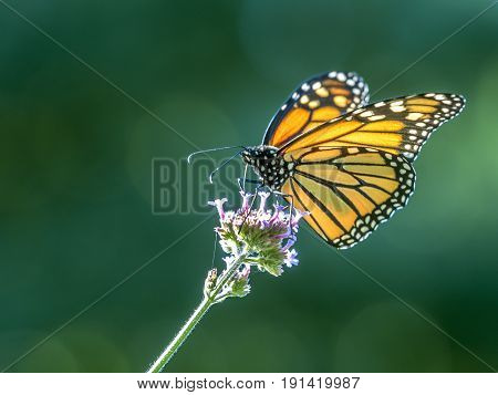 Monarch Butterfly (danaus Plexippus) Is A Milkweed Butterfly (subfamily Danainae) In The Family Nymp